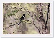 13SerengetiPMGameDrive - 01 * Magpie Shrike.